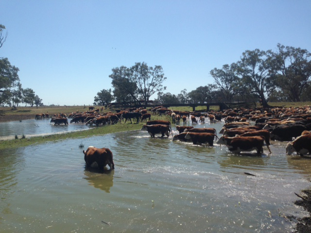 2014 cattle on road