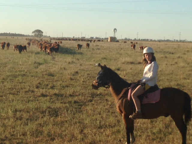 2014 Tilly with cattle on road