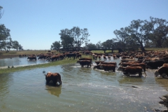 2014 cattle on road