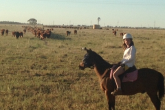 2014 Tilly with cattle on road