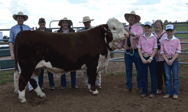 MOST SUCCESSFUL TRURO BULL SALE YET !