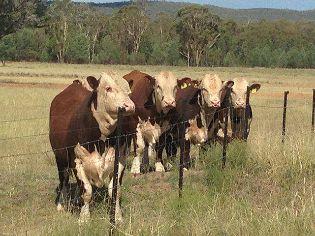 2015 sale bulls on the fence