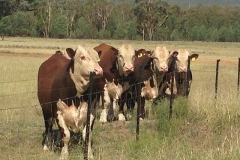 2015 sale bulls on the fence