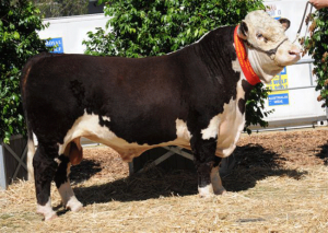 Top priced bull : Truro Down Under D037 selling for $9000.