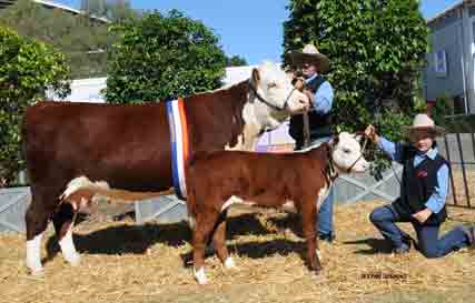 Elite females on offer at Truro Whiteface production sale